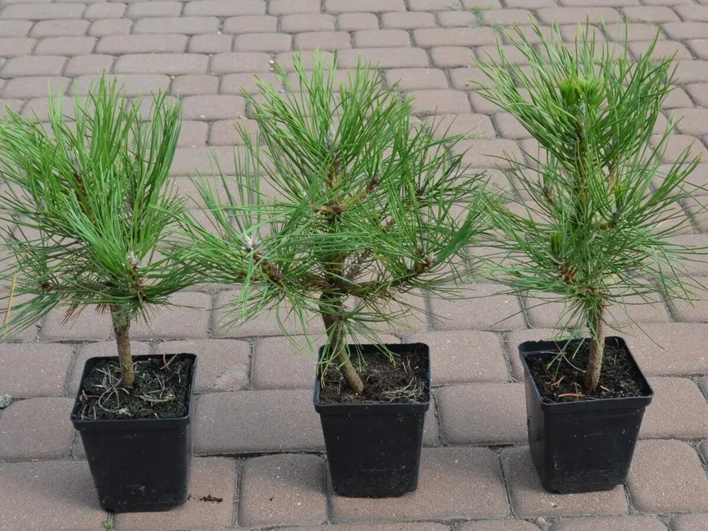 Pinus nigra Spielberg