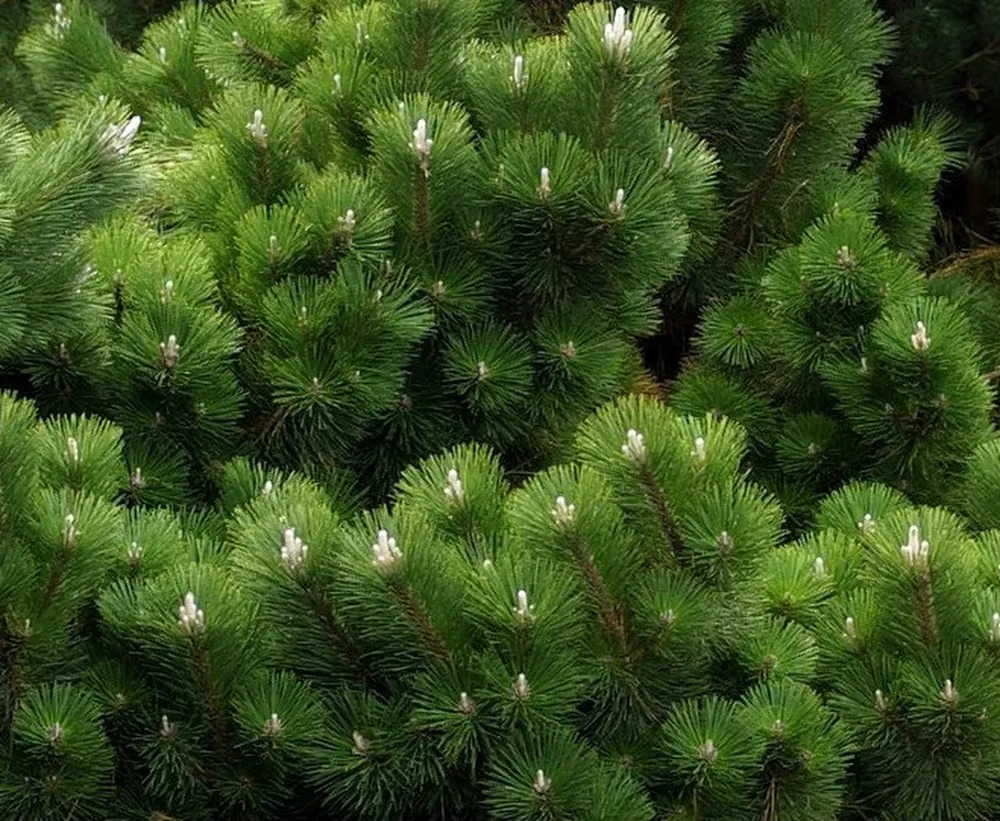 Pinus nigra Spielberg