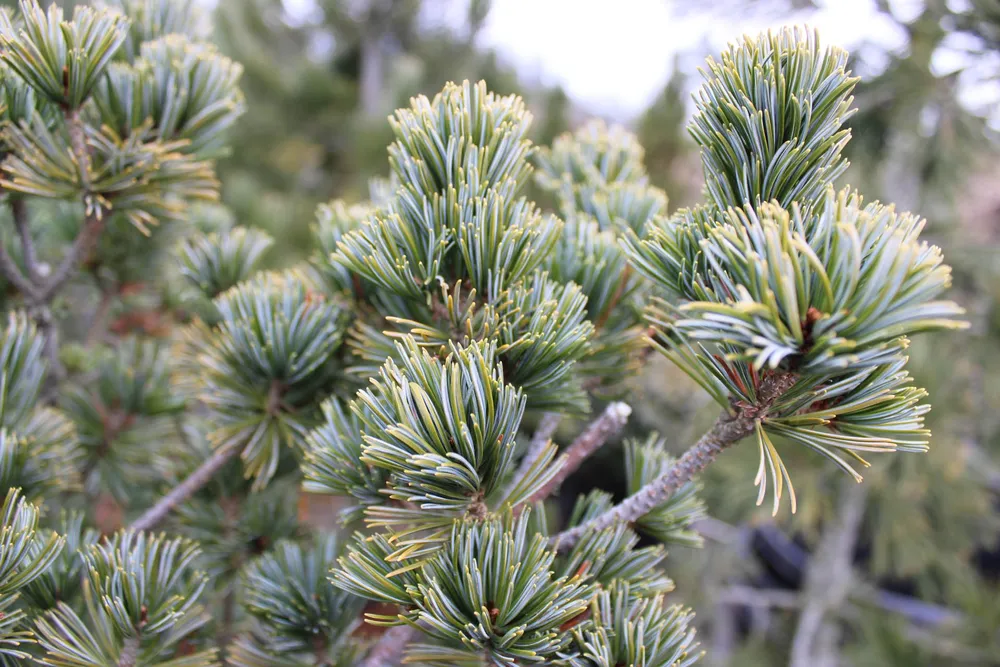 Pinus parviflora glauca