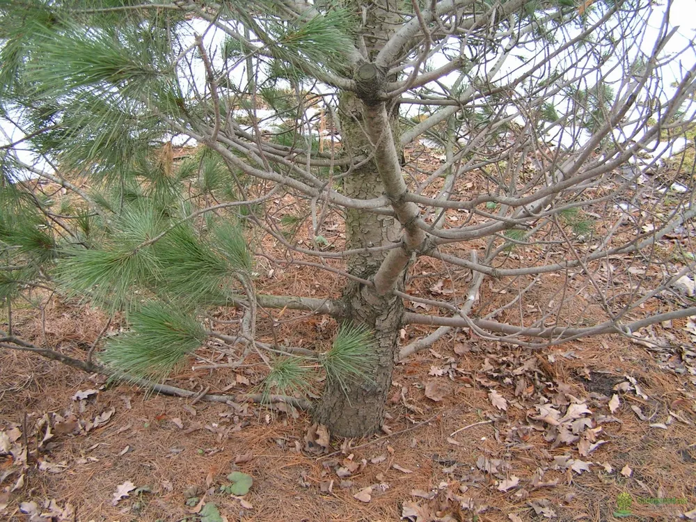 Pinus peuce