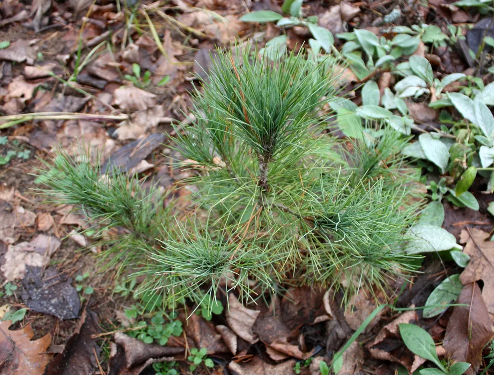 Pinus peuce Latgale