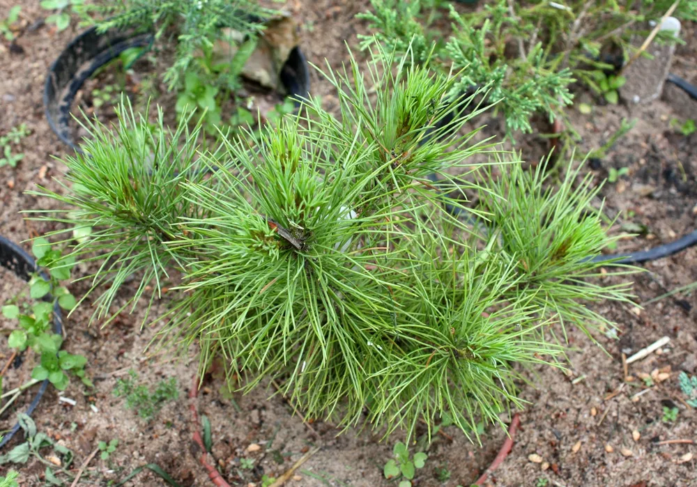 Pinus peuce Latgale