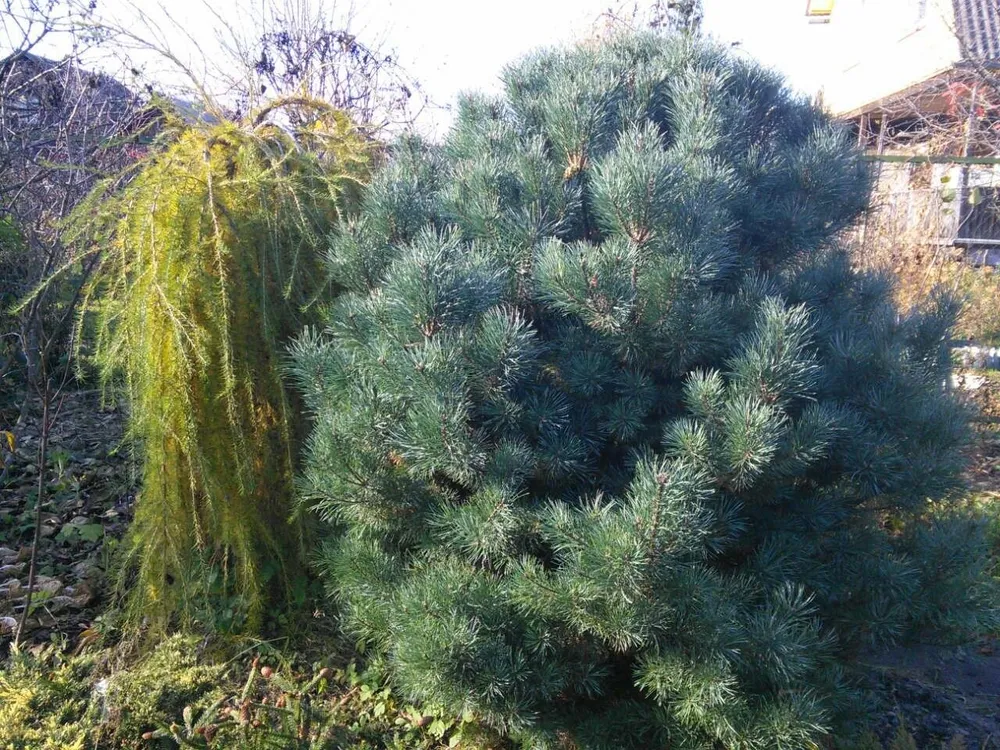 Pinus Sylvestris Frensham