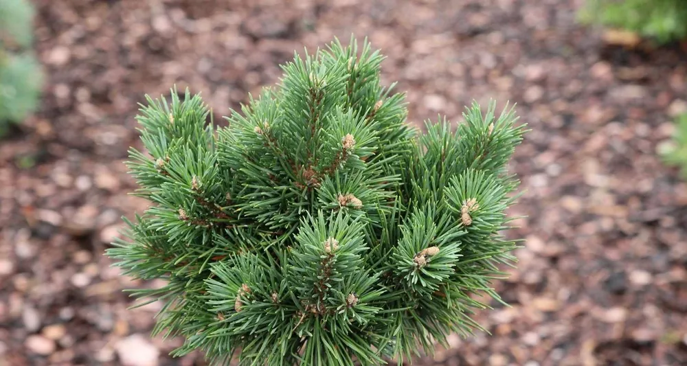 Pinus Sylvestris Frensham