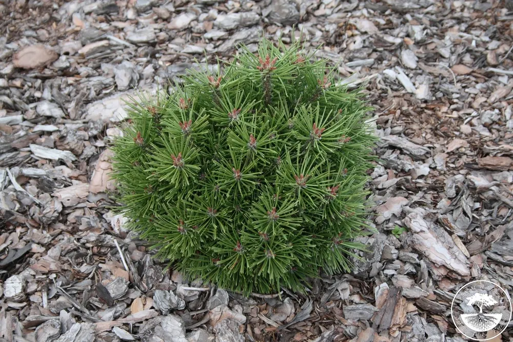 Pinus Sylvestris Frensham