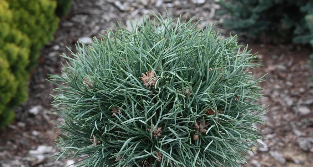 Pinus Sylvestris Frensham