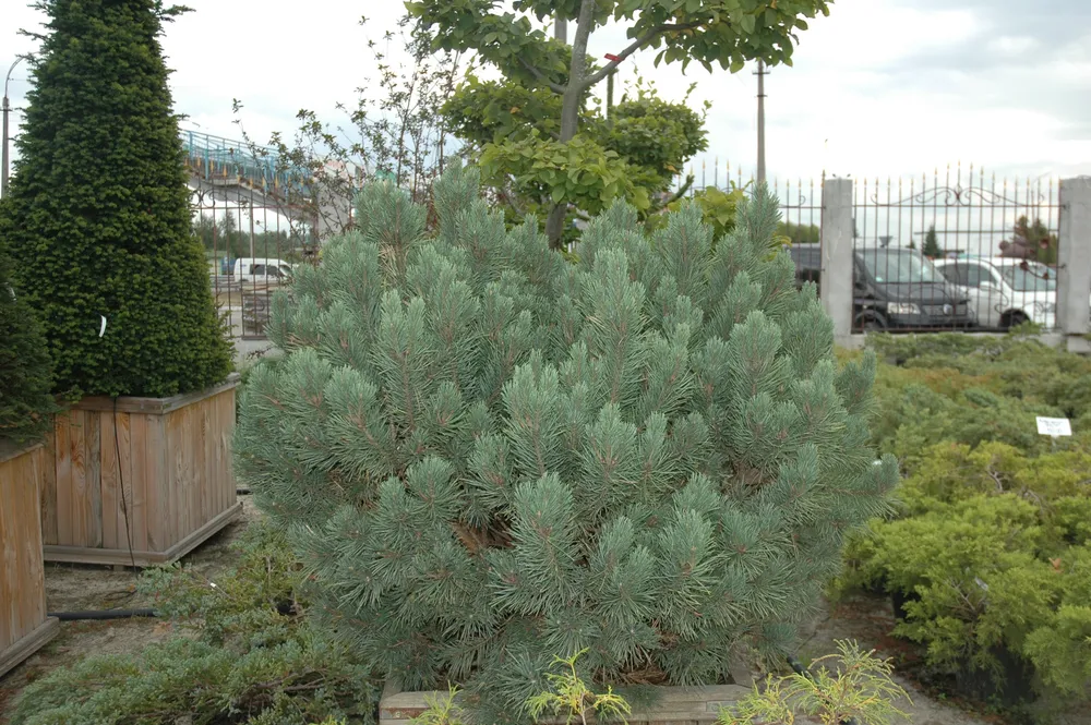 Pinus Sylvestris Watereri