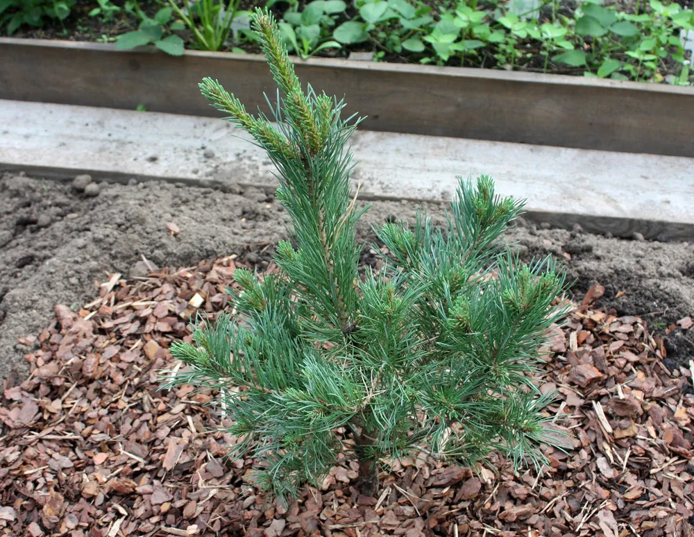 Pinus Sylvestris Watereri