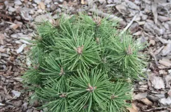 Pinus uncinata