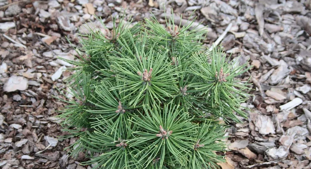 Pinus uncinata