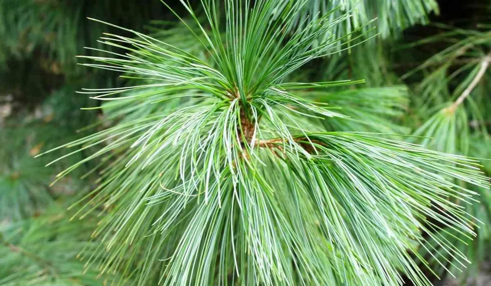 Pinus wallichiana