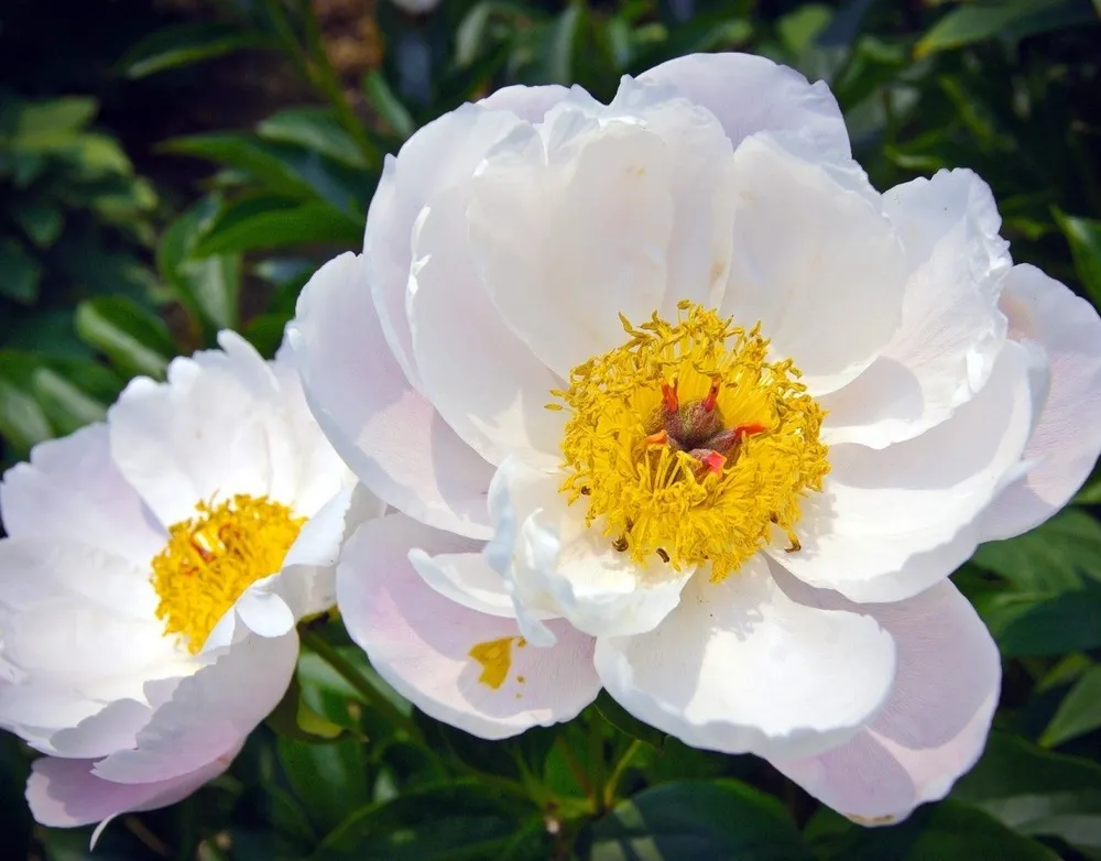 Пион Кринклед Уайт Paeonia Krinkled White