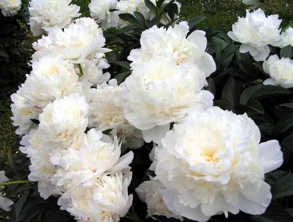 Пион lactiflora White Double