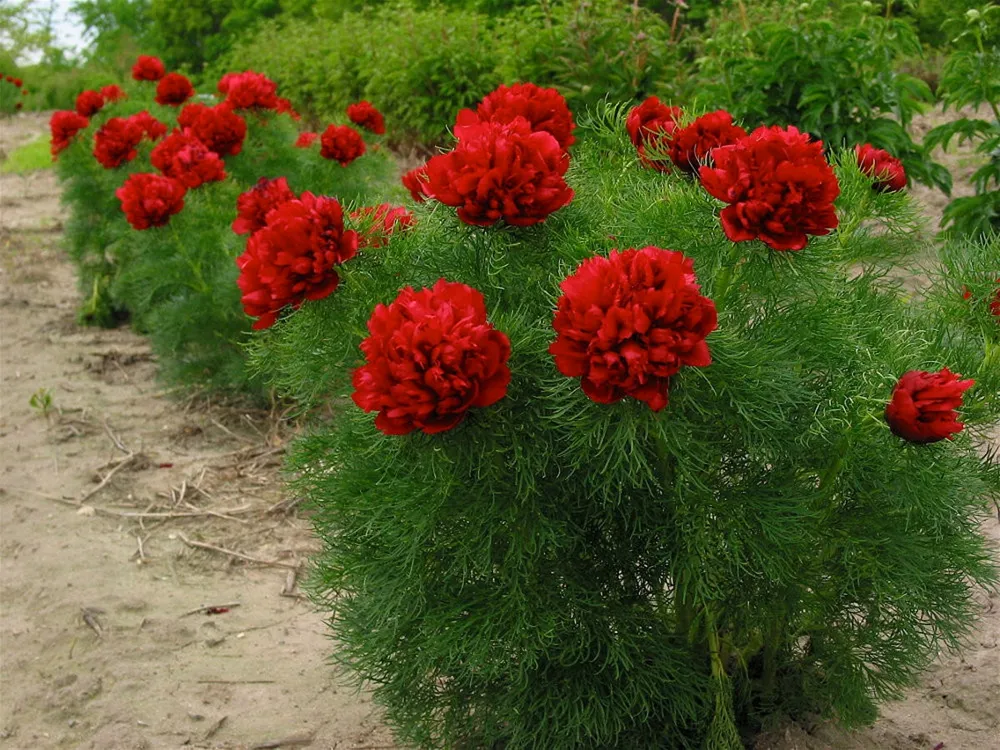 Пион тонколистный rubra Plena