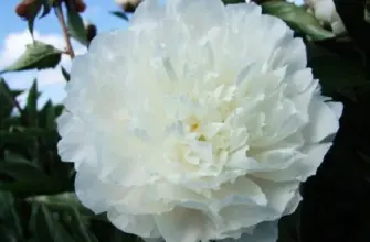 Пион White Sarah Bernhardt