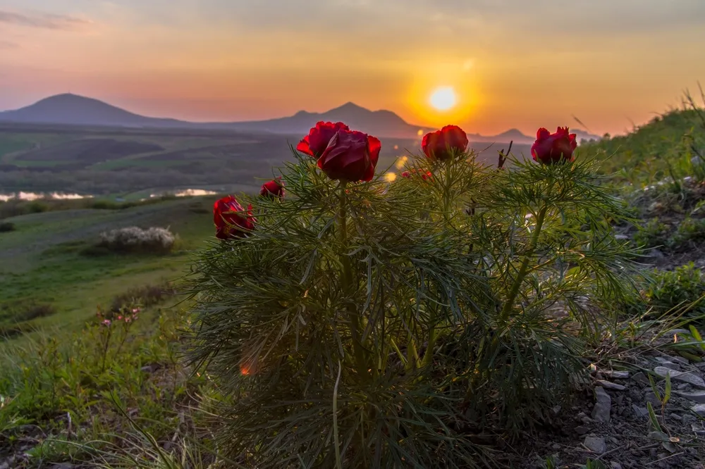 Пионы крымские горные