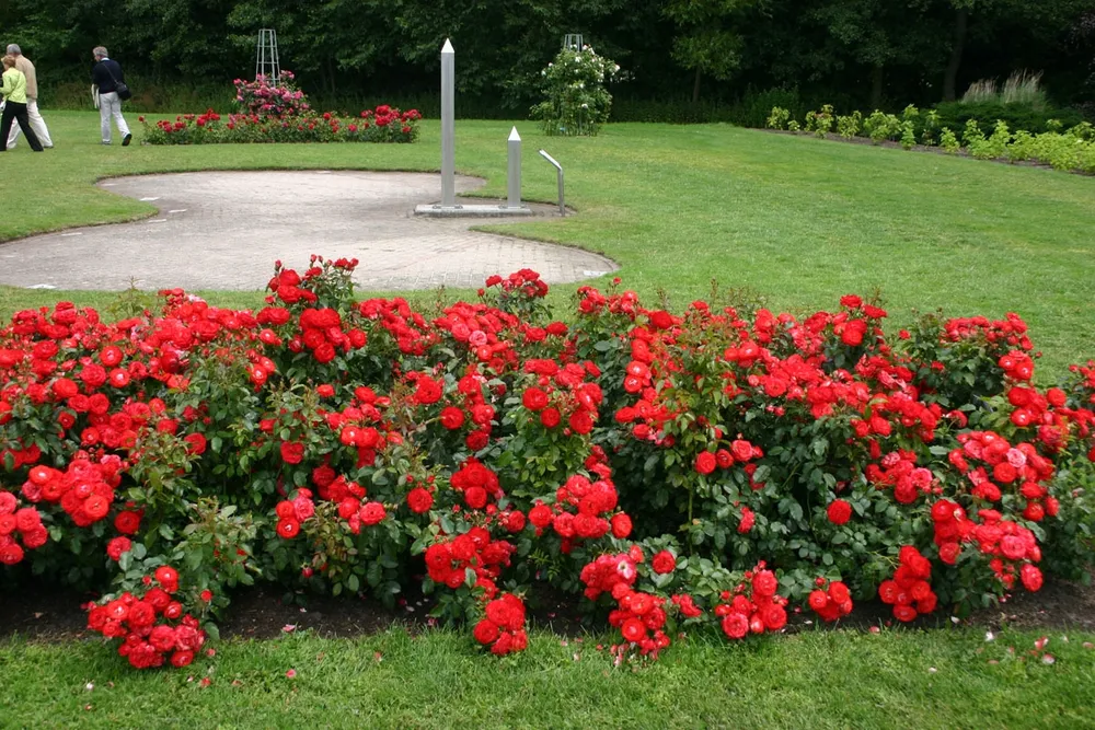 Planten un Blomen роза