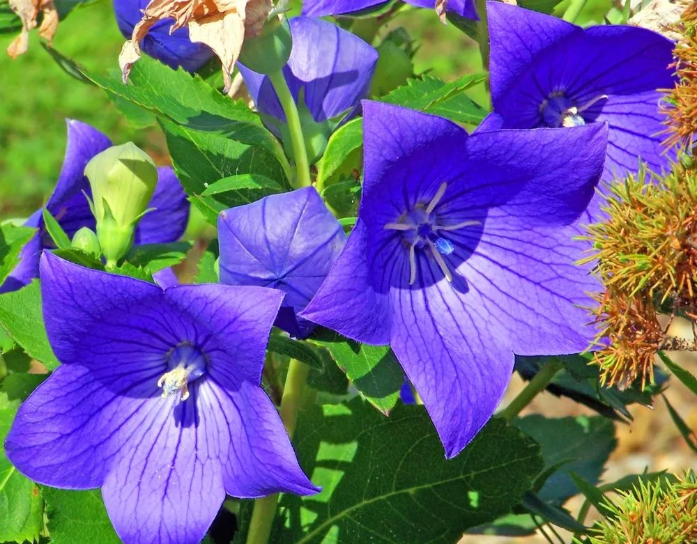 Platycodon grandiflorum White