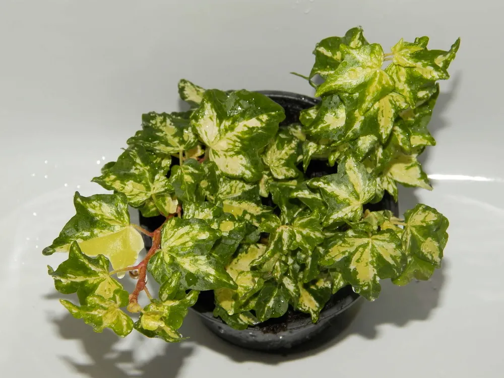 Плющ Hedera Helix