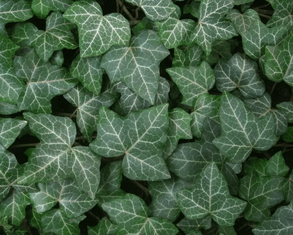 Плющ вечнозеленый Hedera.