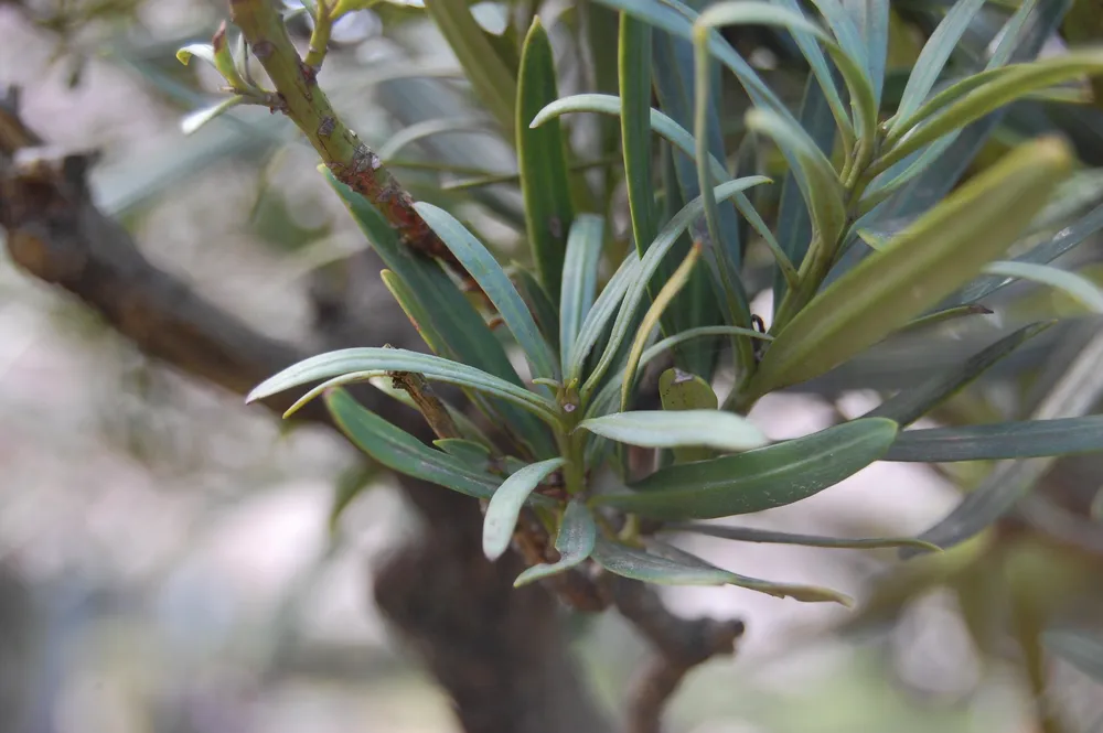 Podocarpus dispermus побег