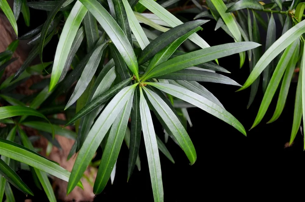 Podocarpus neriifolius