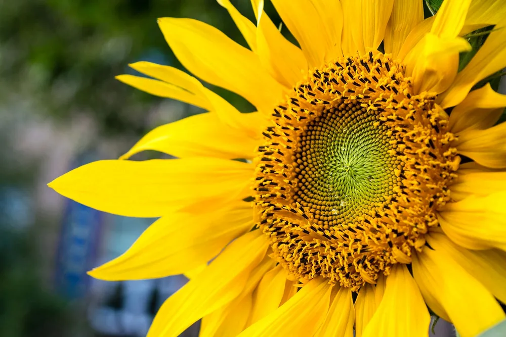 Подсолнечник Helianthus