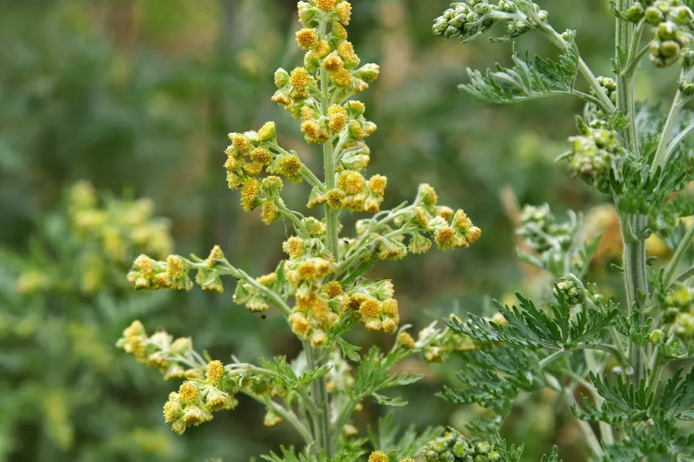 Полынь горькая Artemisia absinthium