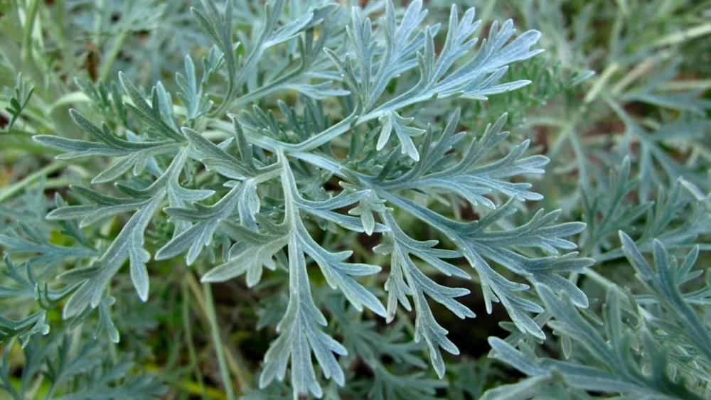 Полынь горькая Artemisia absinthium