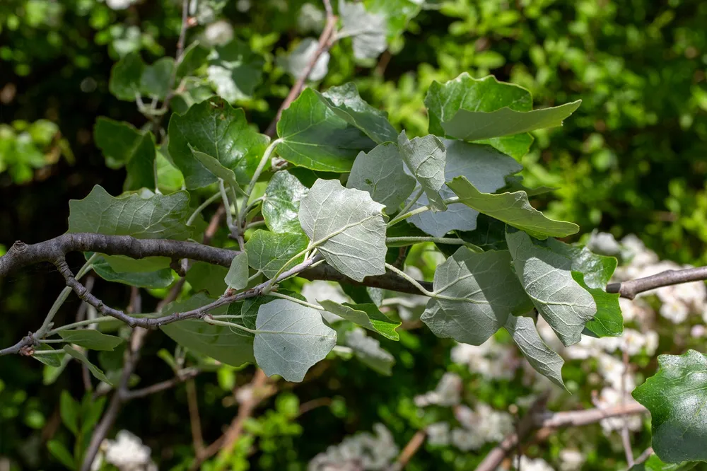 Populus Alba Тополь белый