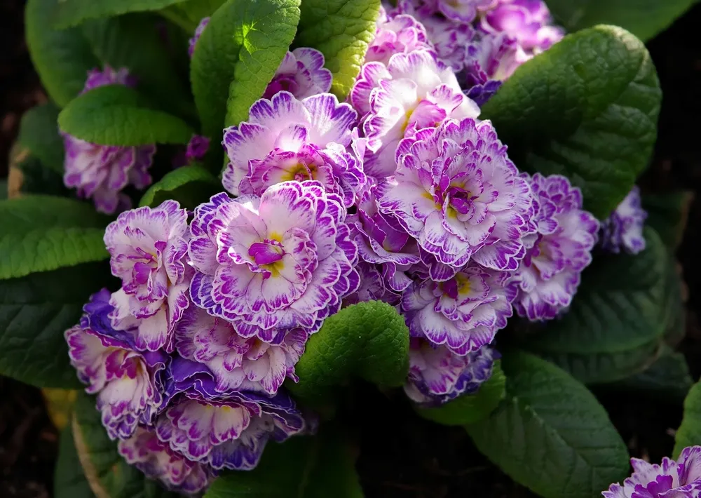 Примула Lively Lilac