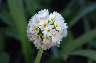 Примула Primula denticulata Alba