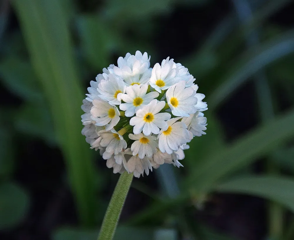 Примула Primula denticulata Alba