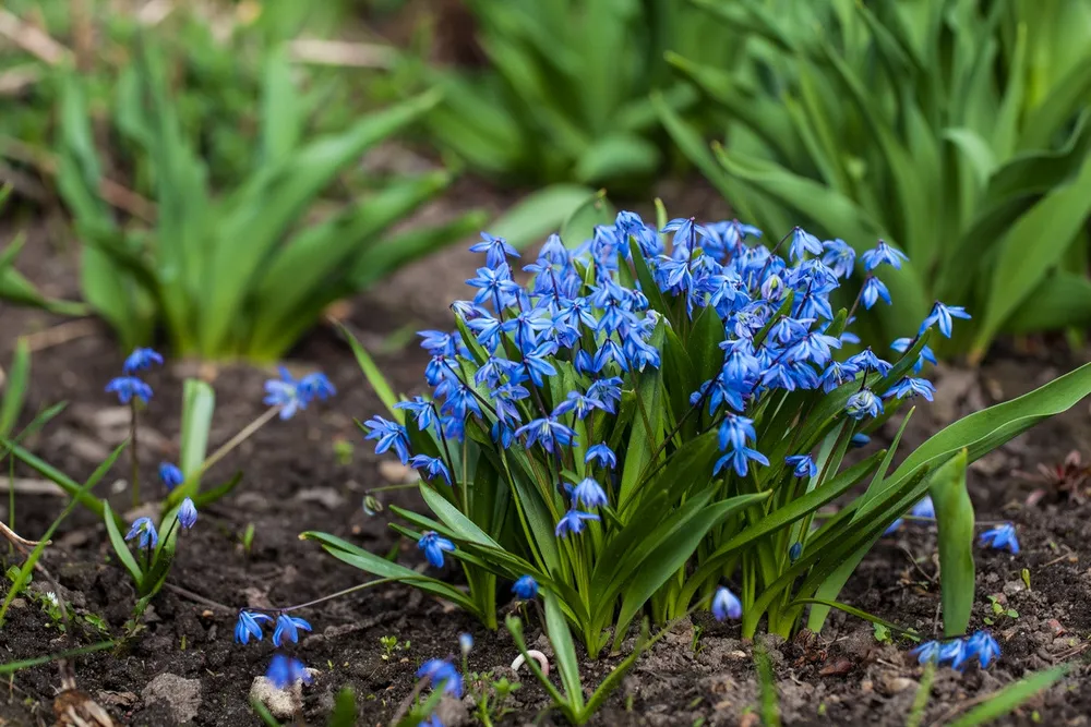 Пролеска Сибирская Scilla Siberica