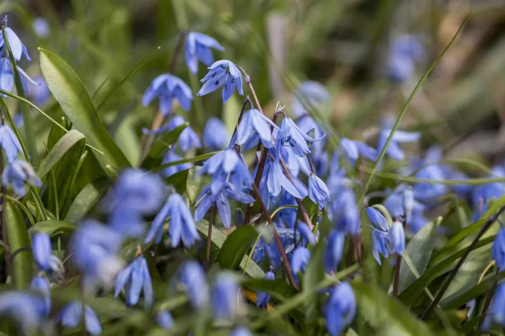 Пролеска Сибирская Scilla Siberica