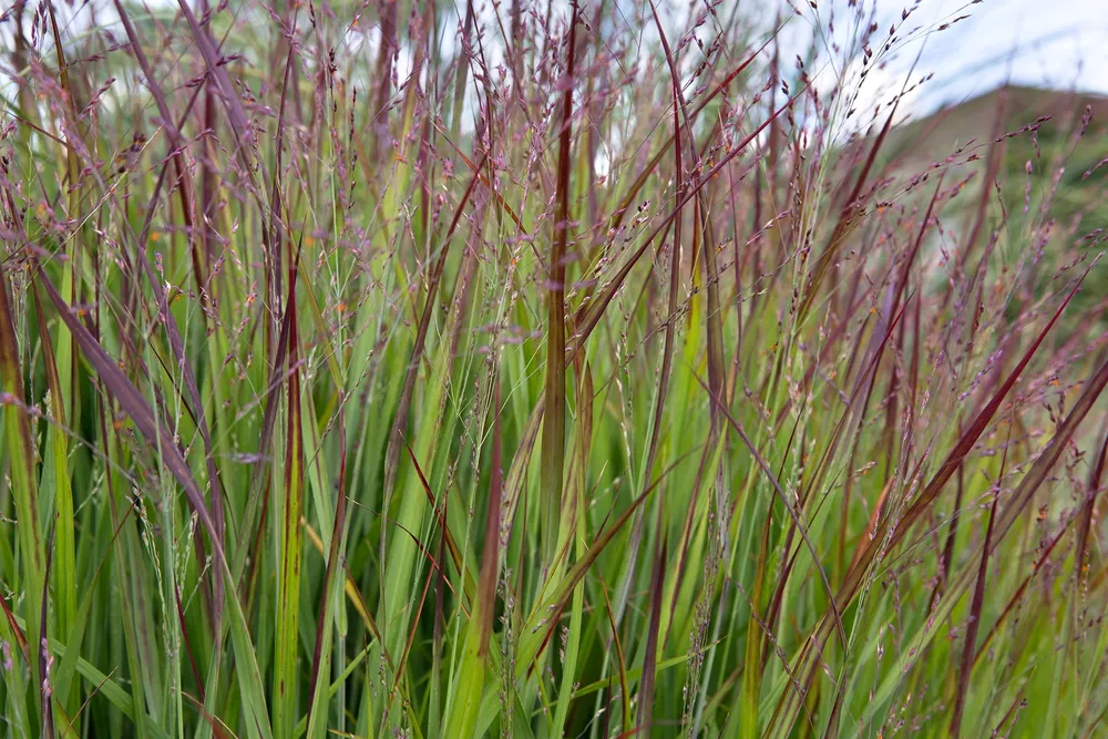 Просо Рехбраун прутьевидное Panicum virgatum Rehbraun