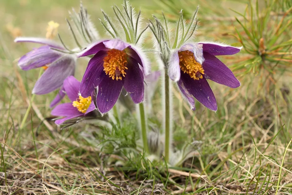 Прострел обыкновенный Pulsatilla vulgaris