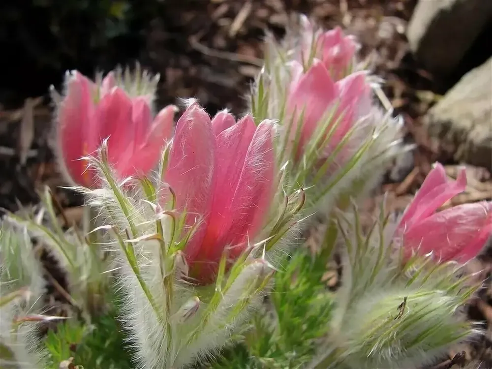 Прострел Подснежник сон-трава Pulsatilla