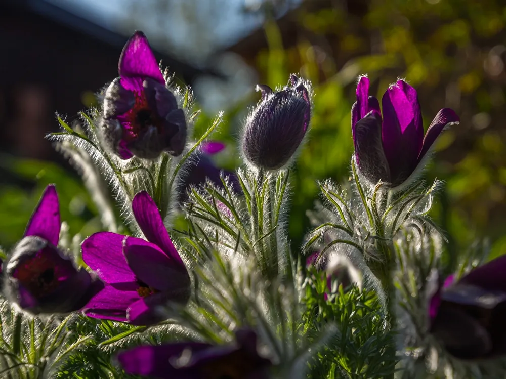 Прострел Подснежник сон-трава Pulsatilla