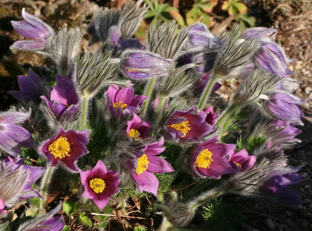 Прострел Pulsatilla