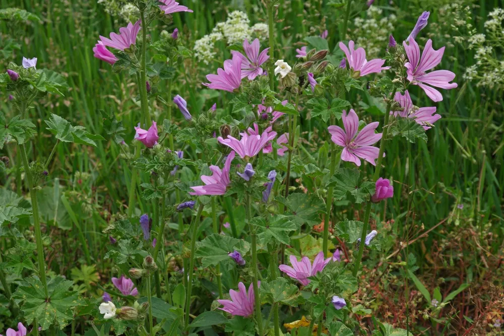 Просвирник Лесной - Malva Sylvestris