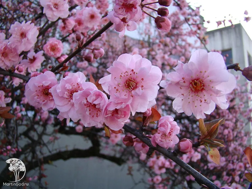 Prunus avium Plena