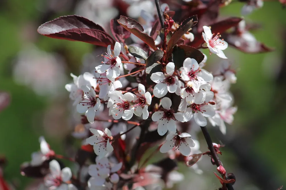 Prunus cistena