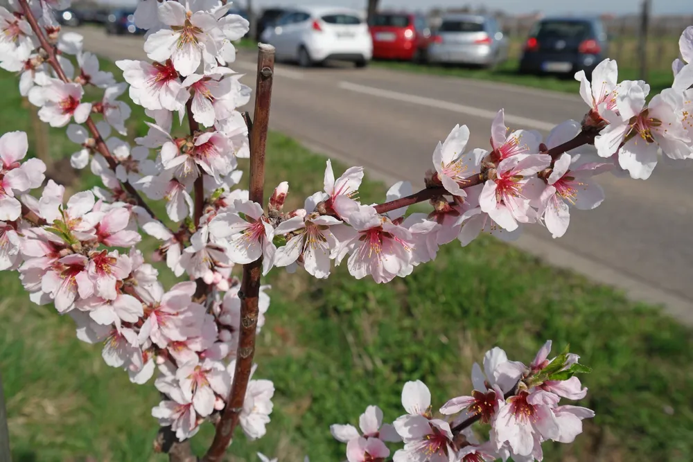 Prunus Dulcis