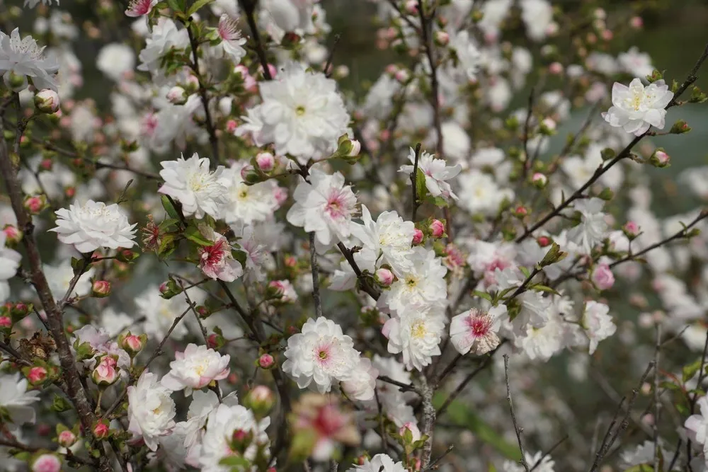 Prunus glandulosa вишня железистая