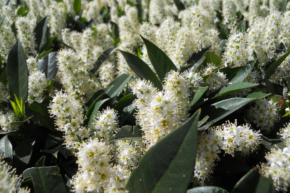 Prunus laurocerasus