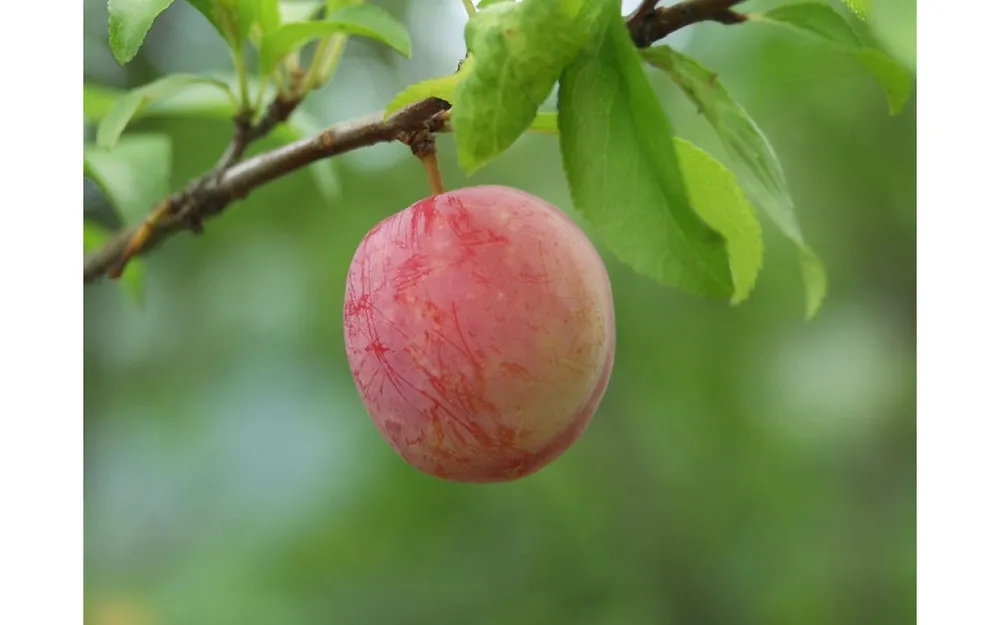 Prunus salicina