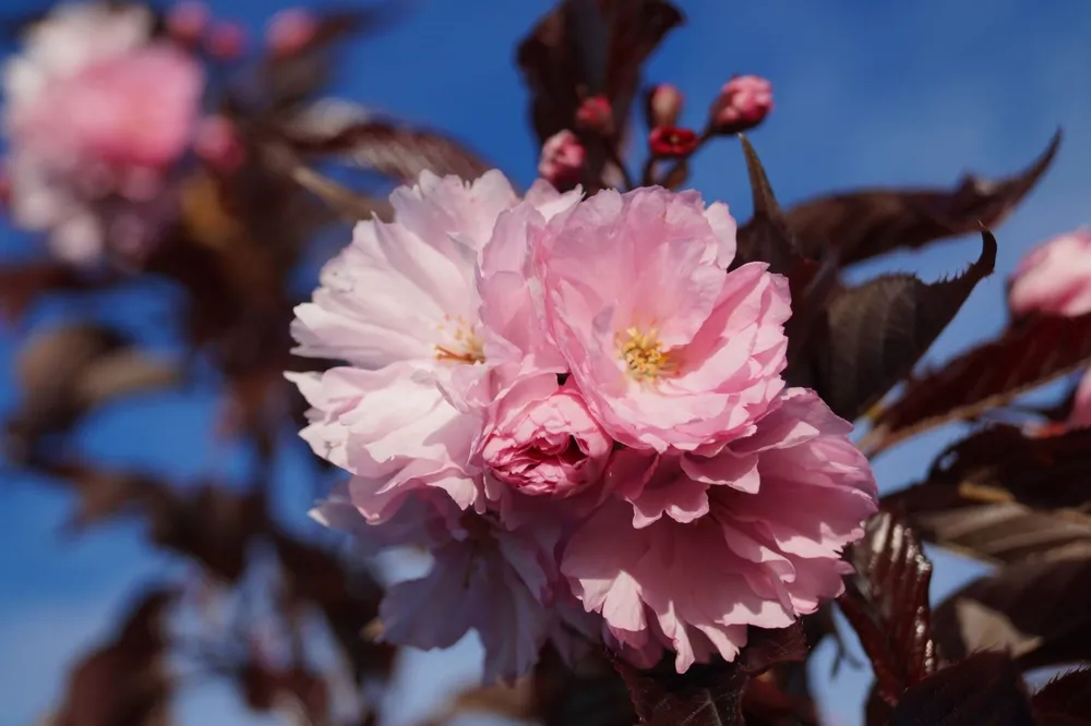 Prunus serrulata Royal Burgundy