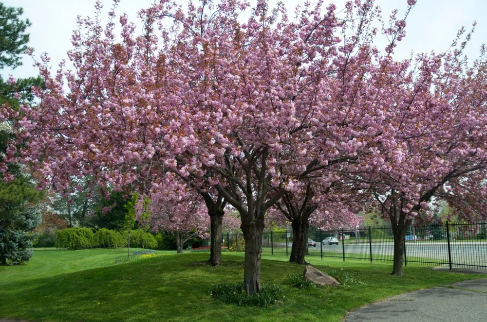 Prunus serrulata вишня мелкопильчатая