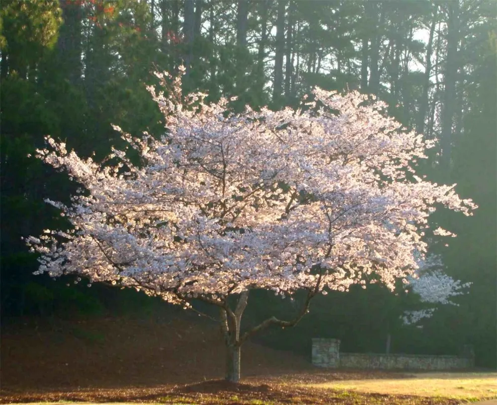 Prunus subhirtella